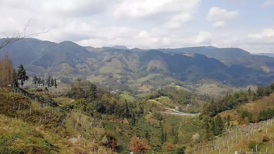 一个爱茶之人不能不去的地方,爱茶之人必去的九大茶区