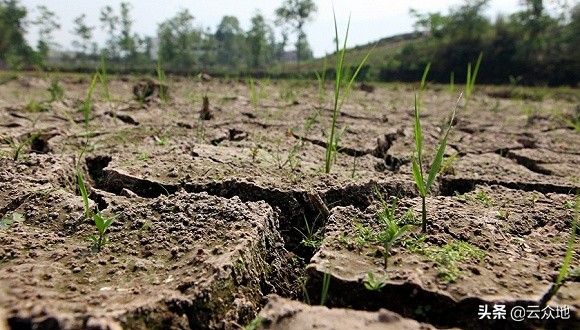 连续降雨对秋收秋种的影响,持续高温干旱作物如何管理