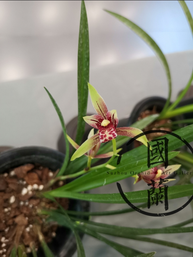 兰花的价格一般多少钱一盆,蝴蝶兰花的价格