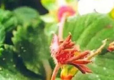 草莓苗枯芽病,草莓芽枯病视频