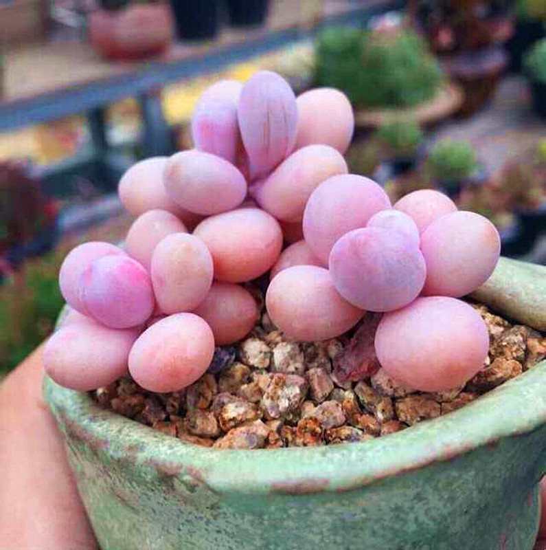 桃蛋叶片干瘪发绿是什么原因,多肉桃蛋叶子干瘪怎么办