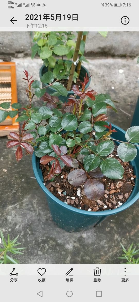 优秀月季品种推荐,正宗佛罗伦蒂娜月季