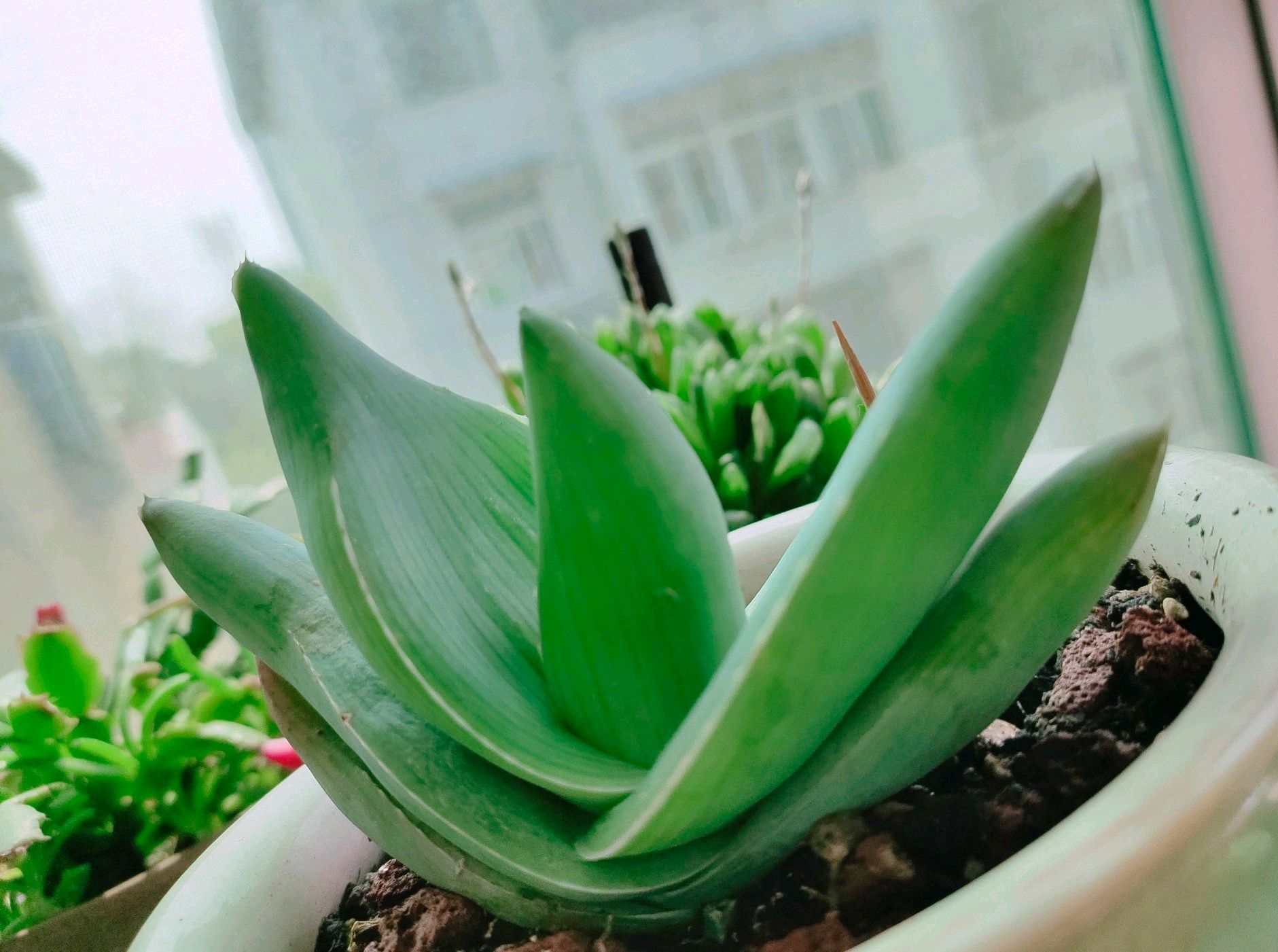 芦荟浇水方法芦荟需要施肥吗,芦荟根部腐烂叶子发黑怎么救活