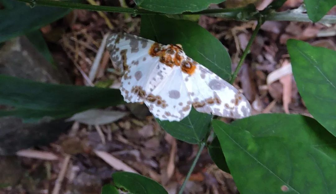 传说中的蛊虫真的有吗,传说中的扑棱蛾子