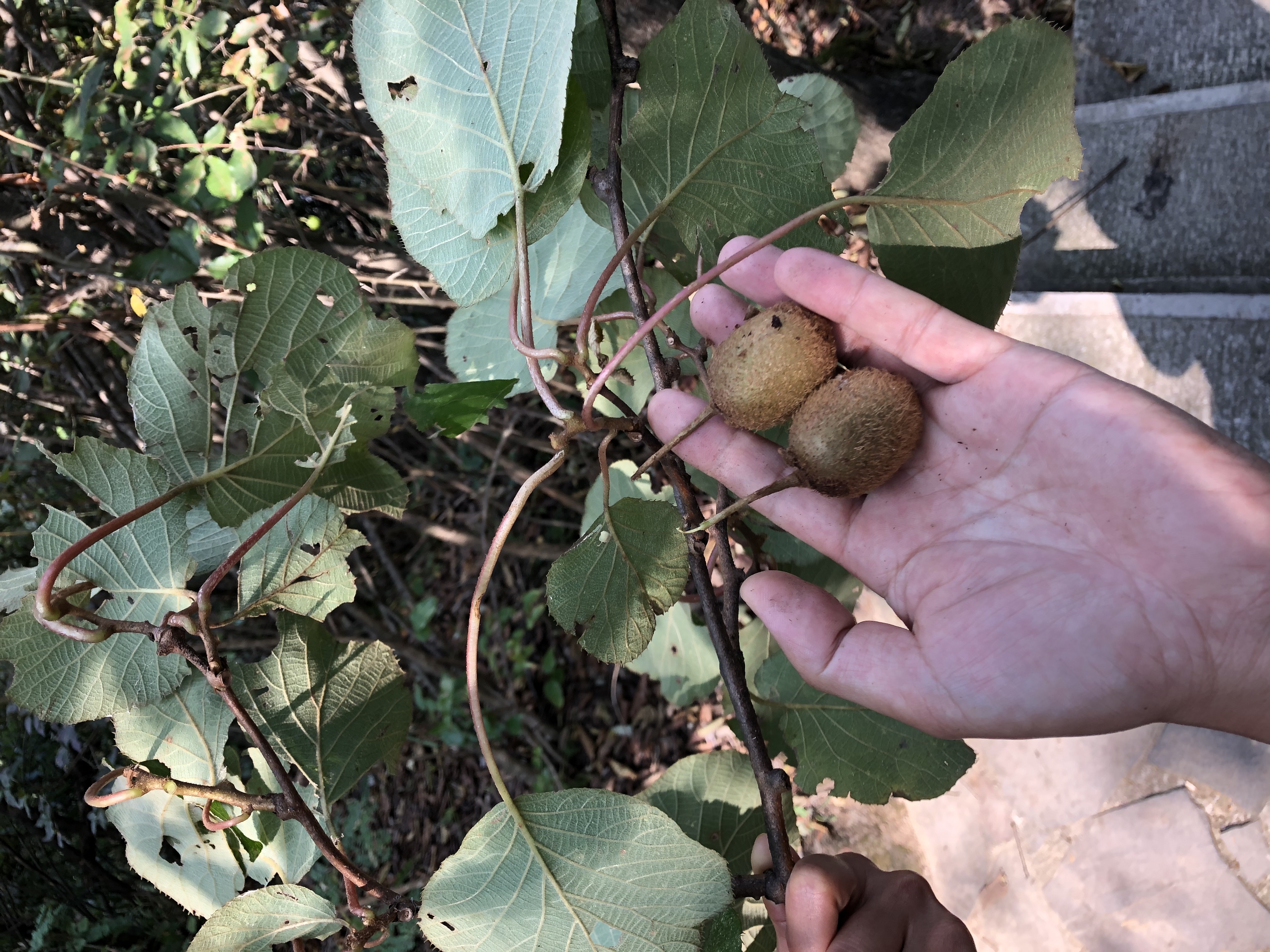 荆州市到柴埠溪大峡谷一日游,柴埠溪大峡谷自驾攻略