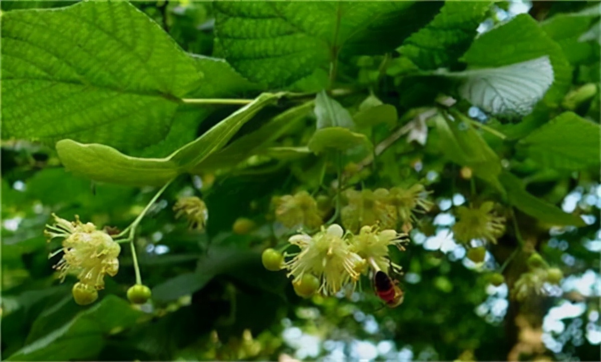 椴树蜜的特点,真正的椴树蜜是什么样子