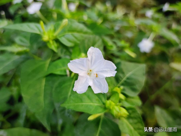 绿树成荫林荫小道,绿树成荫的小路视频