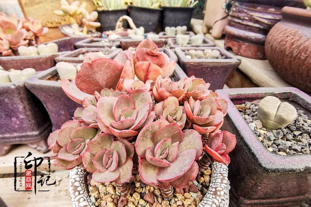 商丘道北花鸟批发市场,商丘花鸟宠物市场