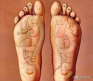 脚底是人体全身器官的反射区,脚底代表着人体的哪些器官