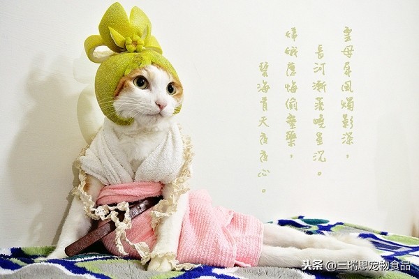 萌猫十大明星,十大萌猫排名