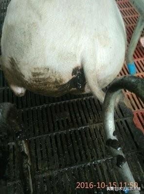 母猪便秘解决了又拉稀怎么办,养猪拉稀怎么办