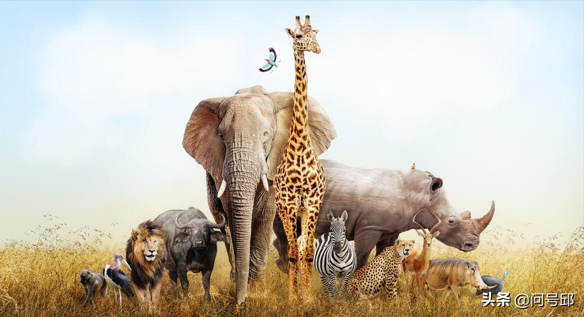 每年人类杀死动物的数据,全球一年要杀害多少个动物