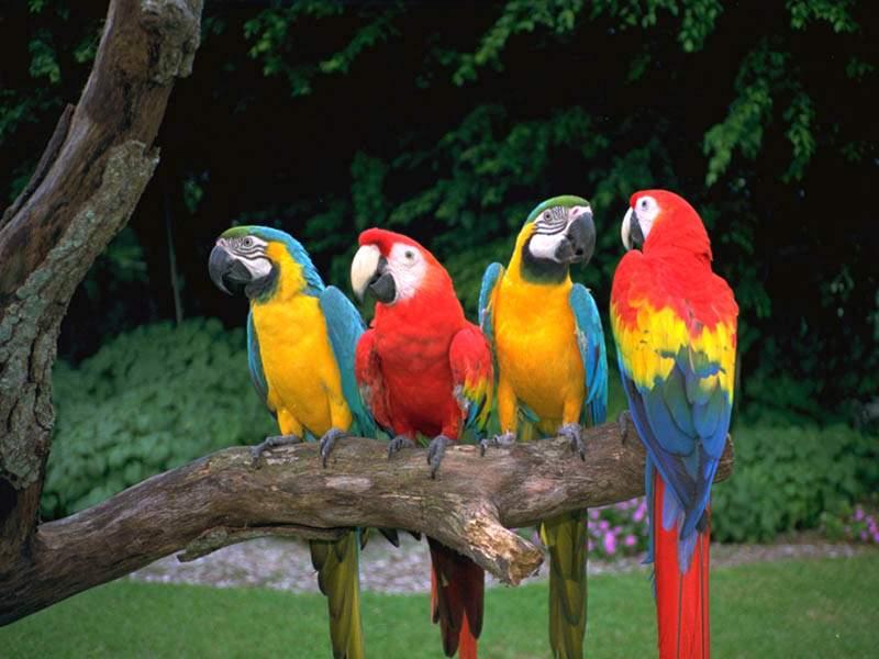 最大的野生金刚鹦鹉,世界上最有名金刚鹦鹉