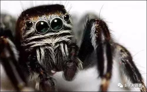 想拍出蜻蜓复眼、花蕊细节？不妨从这7个方面注意一下