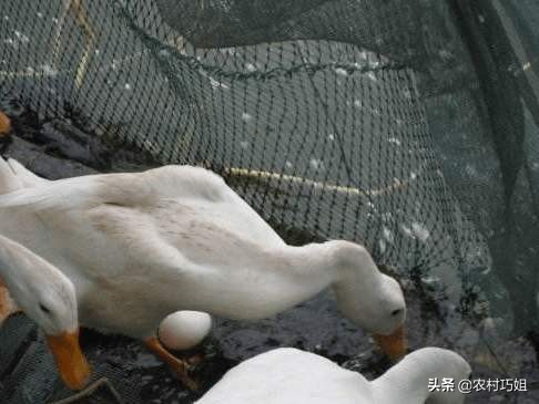 鸭子白天下蛋是怎么回事,鸭子不会孵蛋怎么回事