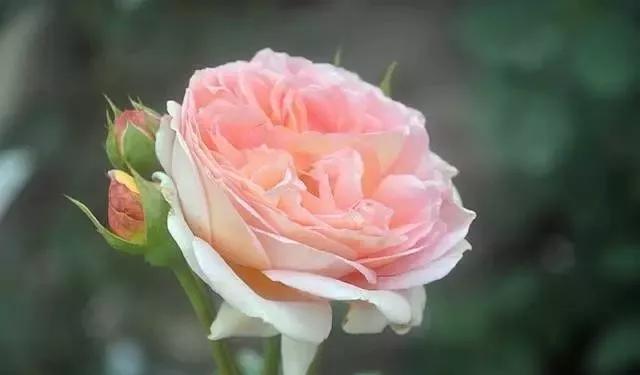 每天学习一点点花卉,100种常见玫瑰品种