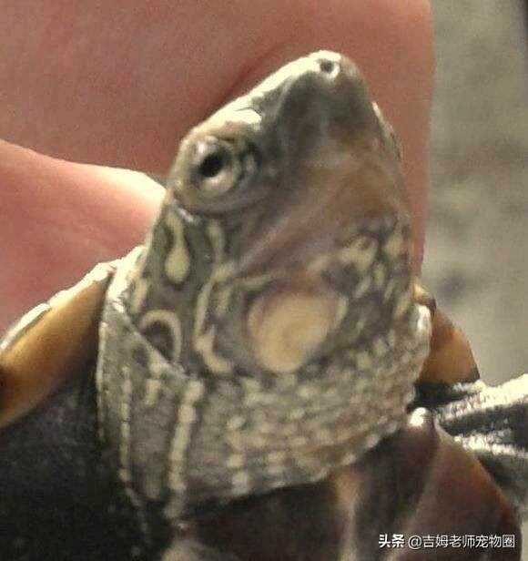 如何预防幼龟一般常见疾病,宠物龟常见疾病与治疗方法图片