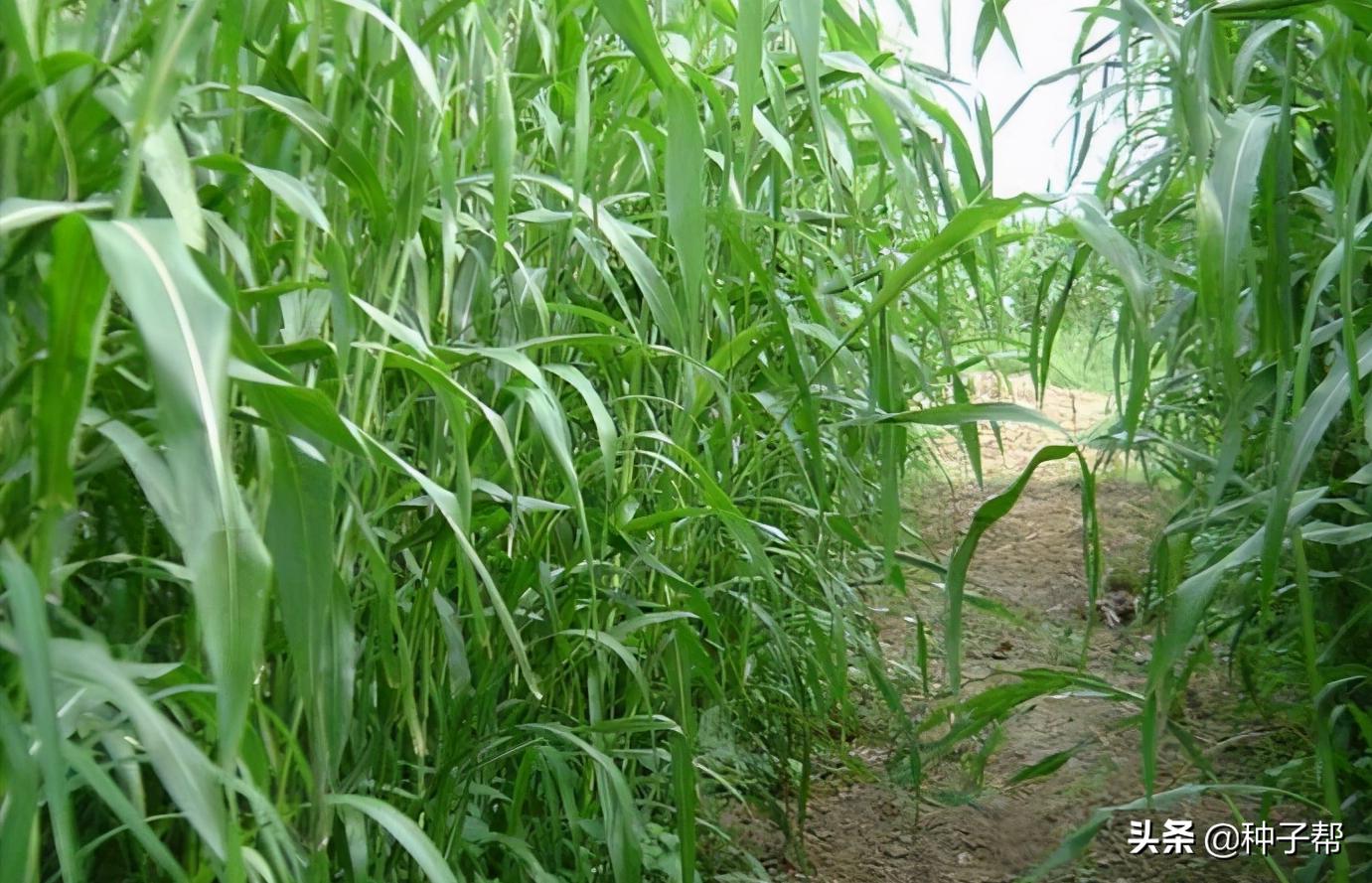 一亩地的牧草大概能养多少头牛羊,养牛牧草高丹草