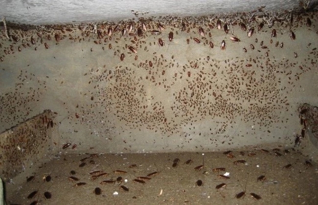 养殖的蟑螂一斤多少钱,蟑螂能卖1斤多少钱