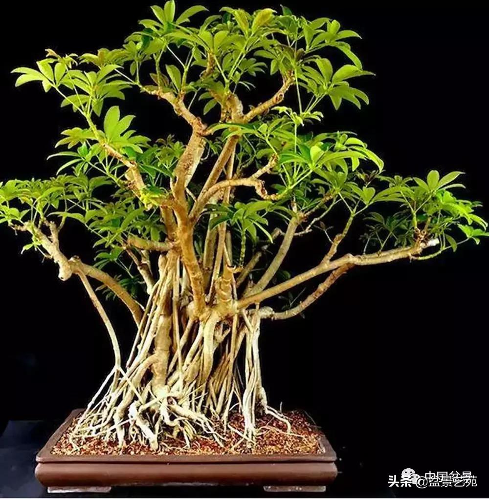 天生好养的36种盆景植物,什么植物盆景适合屋内养