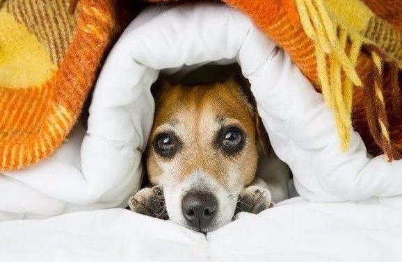 给狗狗穿衣服狗狗调皮怎么办,冬天了不给狗狗穿衣服狗狗会冷吗