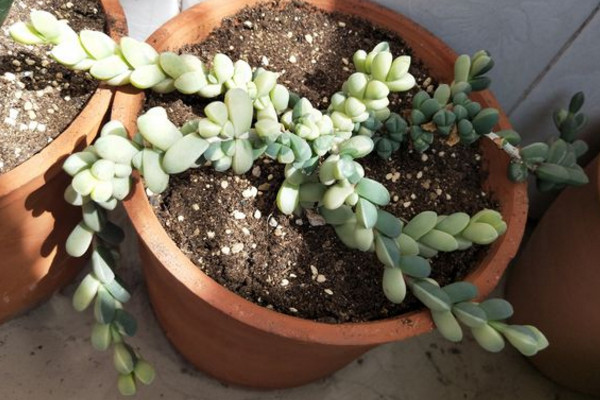 鹿角海棠叶子皱巴巴怎么办,鹿角海棠叶子皱了