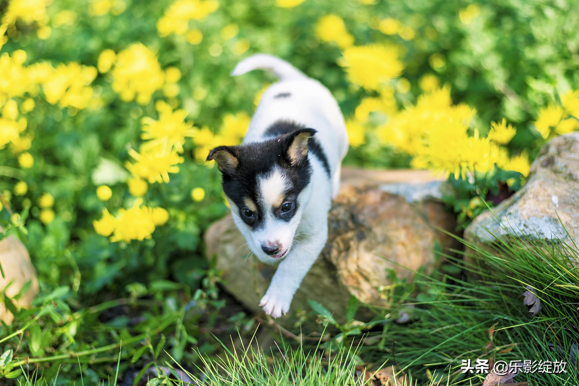 带小花狗去野外生存,带着小花去兜风