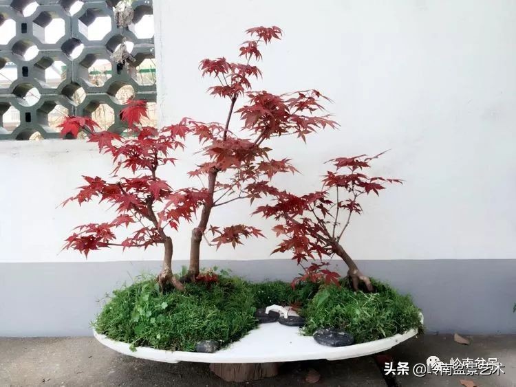 女盆景师丁昕,丁昕盆景