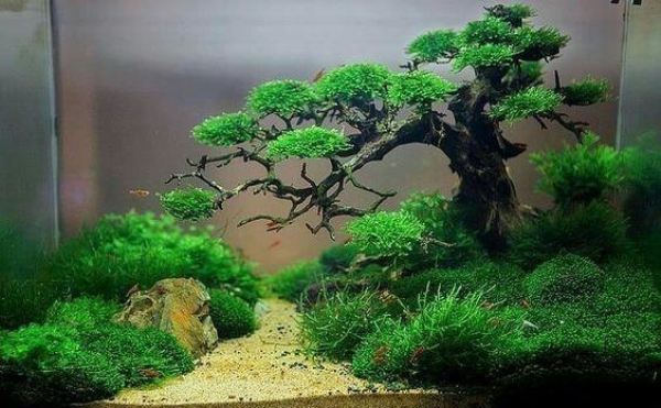 草缸的成本价,不花钱也能做的草缸教学