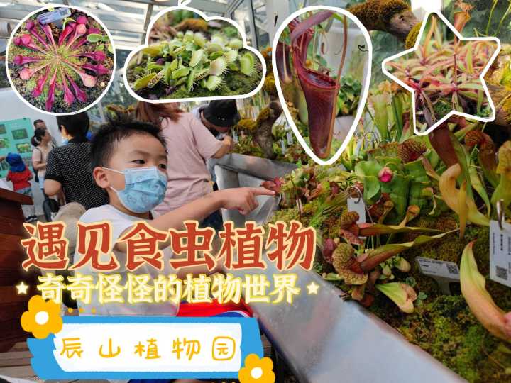 植物奇葩说：不仅会打架，会残杀厮杀，还会捕食昆虫呢