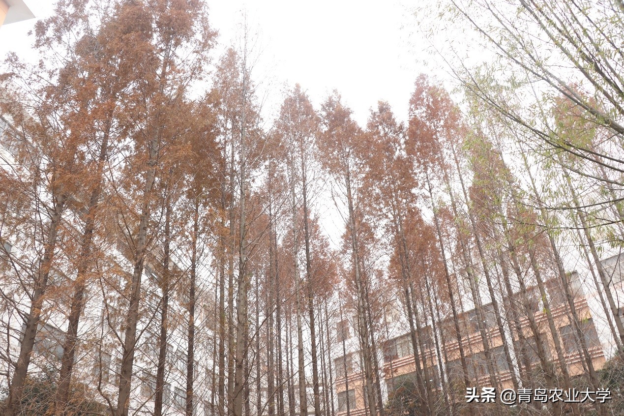 介绍青岛农业大学,令人心动的青岛