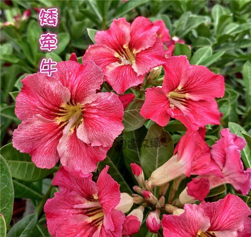 84个沙漠玫瑰品种，收起来慢慢看，待到来年春天选几种喜欢的养