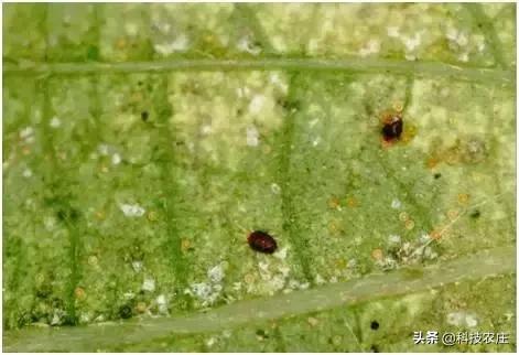 8月份果树植保管理技术要点,8月不努力9月徒伤悲