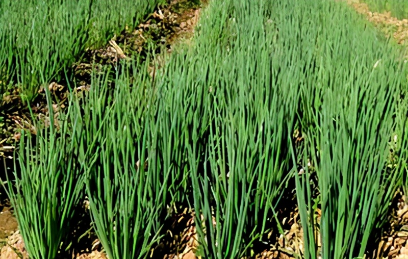 小香葱5月份可以分根种葱吗,小香葱的种植方法