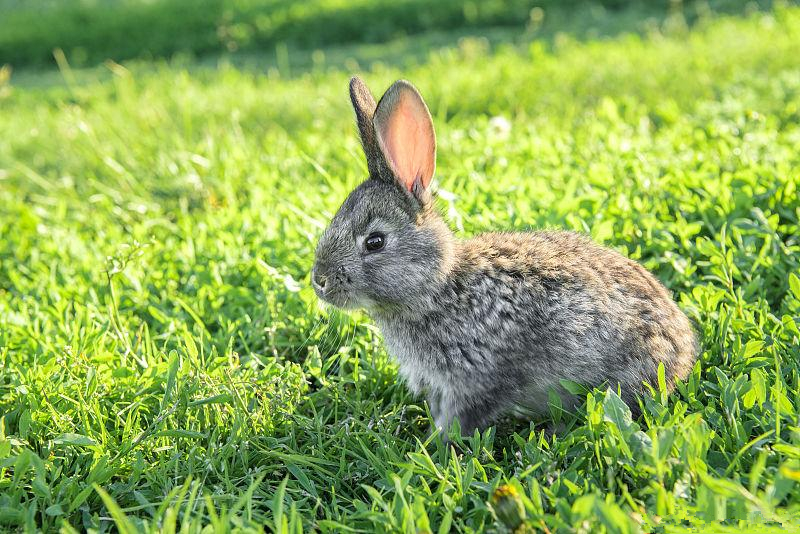养兔怎么抗球虫病,兔梭菌性肠炎怎么治
