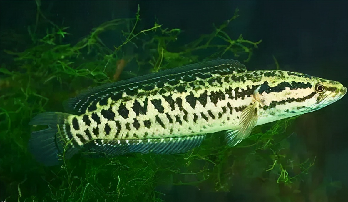 淡水鱼种类黑鱼图片,淡水鱼介绍系列之十七乌鳢