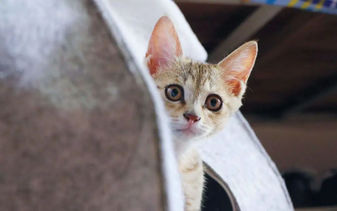 给猫绝育是最大的谎言,看完再决定要不要给猫绝育