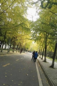 成都银杏发黄,成都银杏什么时候发黄