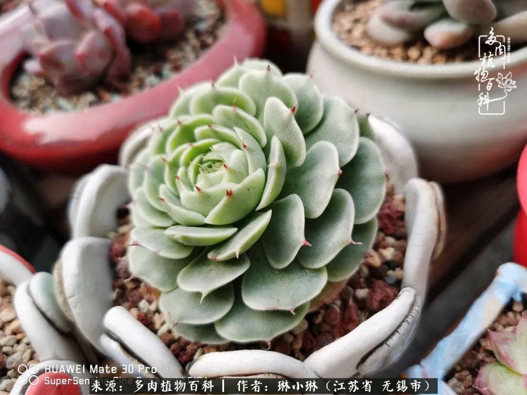 多肉变美是需要时间的,千万别辜负了多肉变美的黄金季节