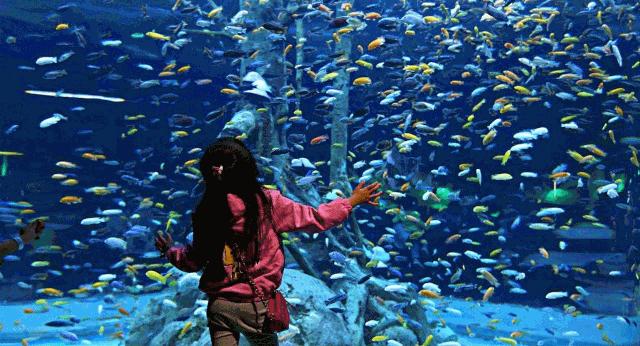 去不了海就去海洋馆,去不了大海就去海底世界