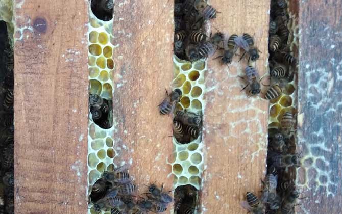 蜜蜂病虫害的防治大全,蜜蜂怎么预防蜘蛛病害发生