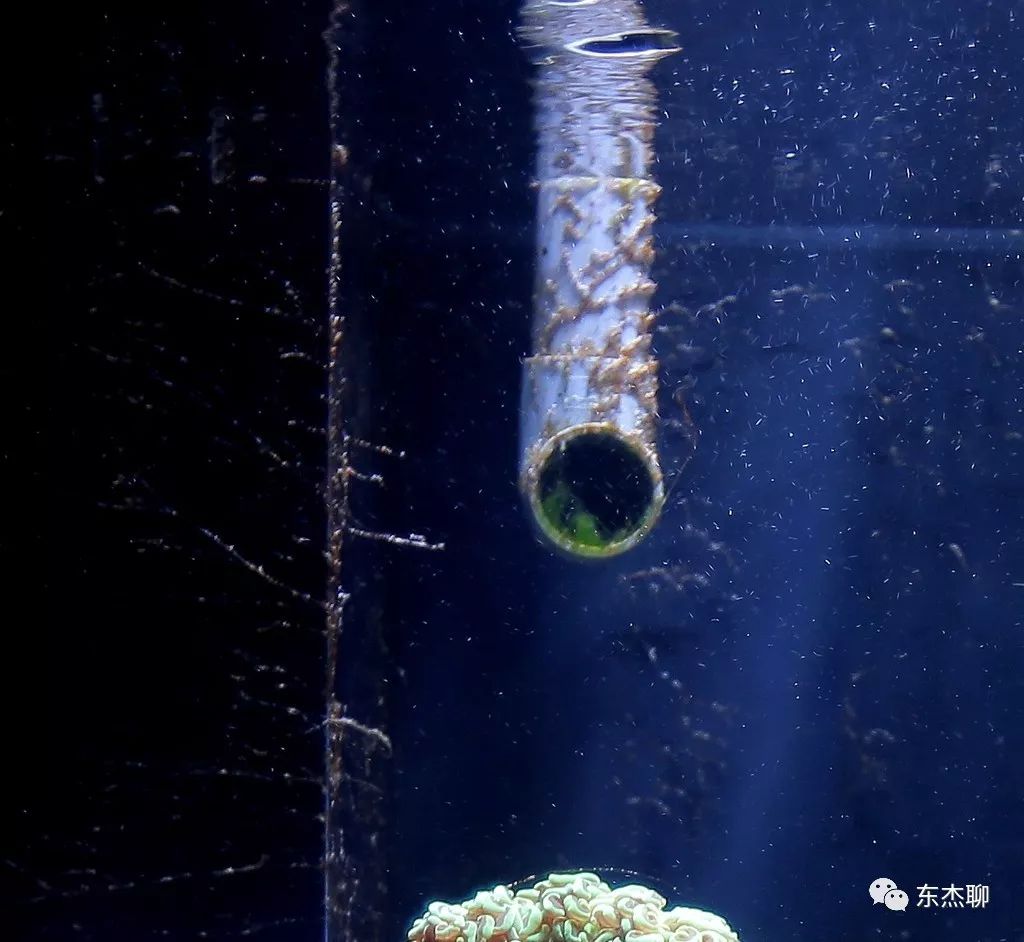 甲藻的有效处理方案,甲藻和菌膜的区别