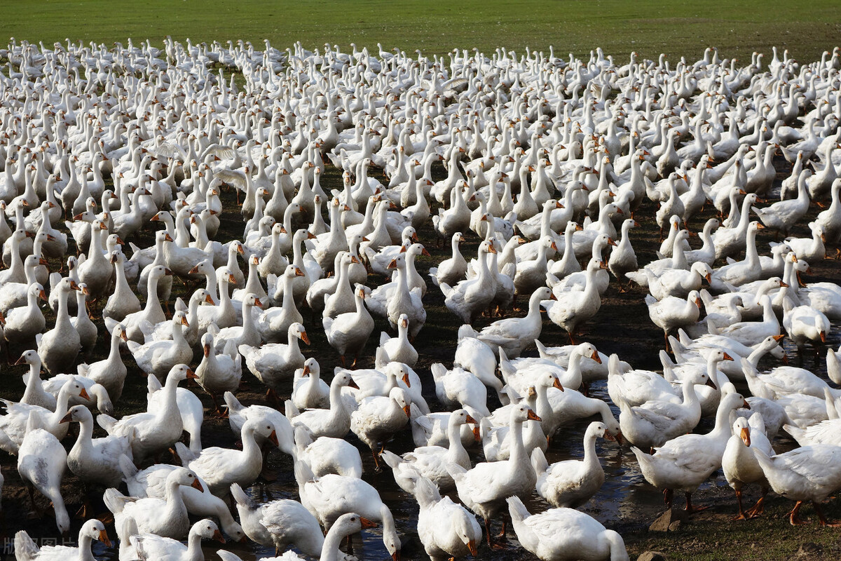 2022菏泽立项项目名录,菏泽市2024工业项目重点项目清单