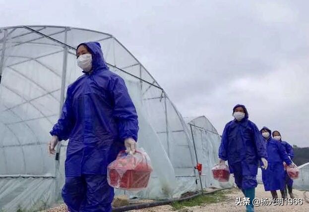 鍑噷鏀惰垂绔欏崠鑽夎帗 (鍑噷闄勮繎鐧借壊鑽夎帗)