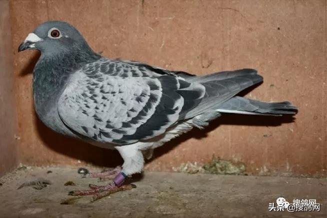 kbdb鸽王总冠军,kbdb鸽王每年评选多少个