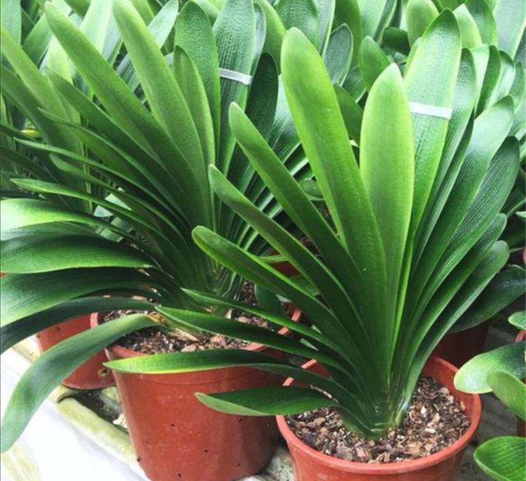 君子兰怎么养快速长出新叶,君子兰不开花怎么修剪