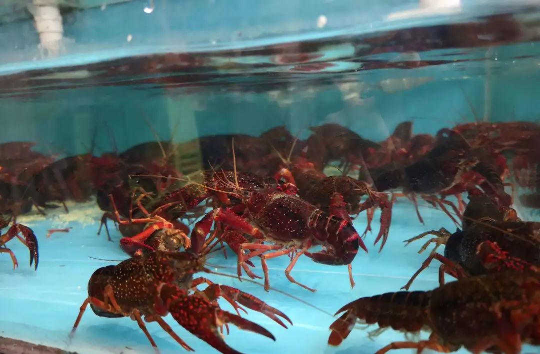 秦皇岛禁渔期码头还能买贝类吗,秦皇岛禁渔期海鲜怎么来的