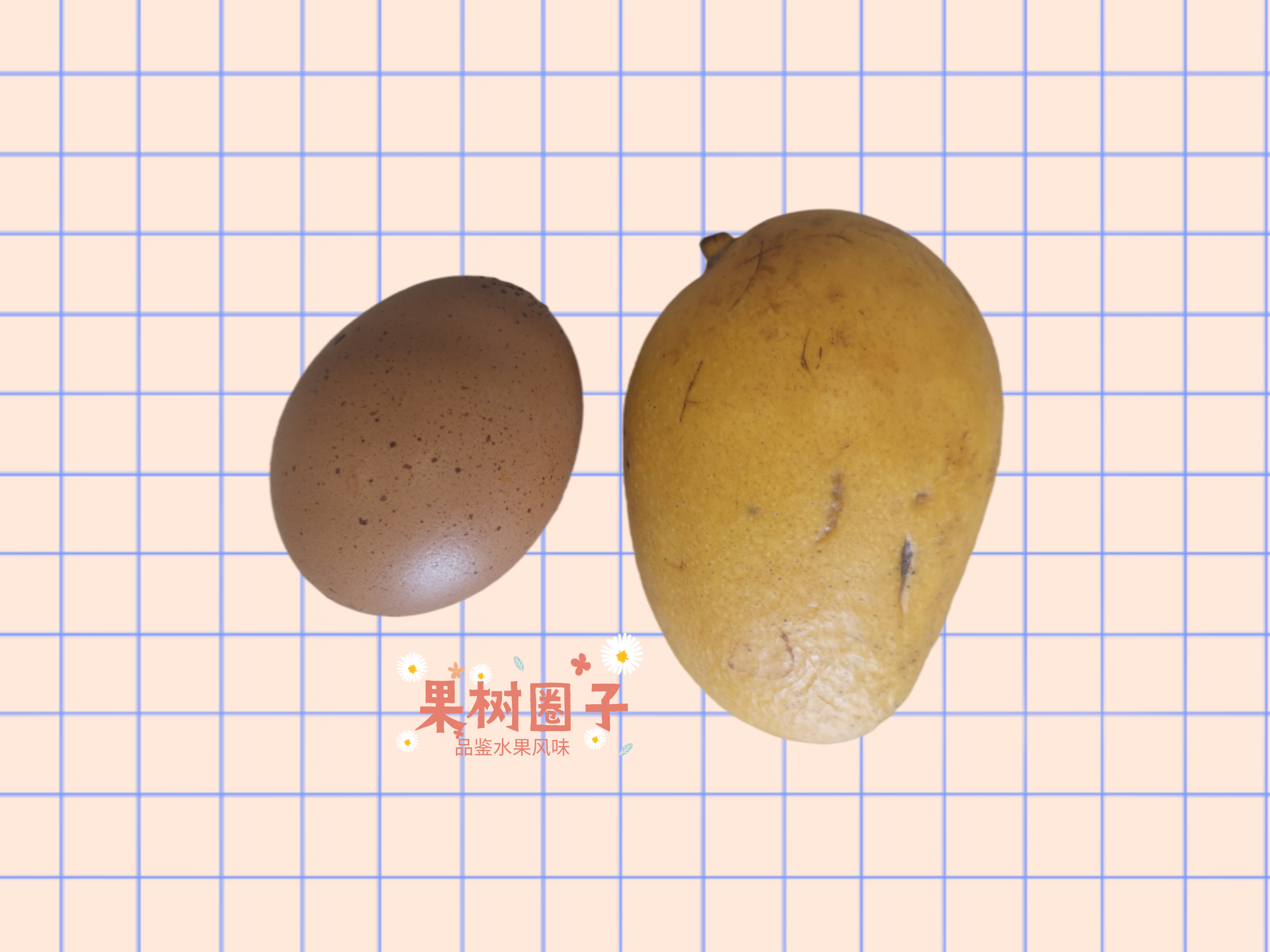 芒果选哪个才能最新鲜,目前哪种芒果最畅销