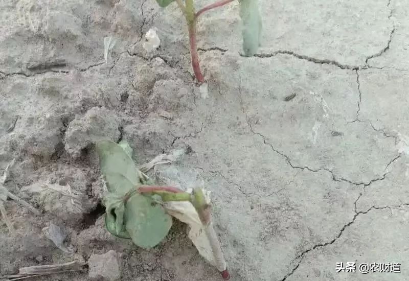 棉花棉苗立枯病,棉花苗期打什么药棉苗长得快