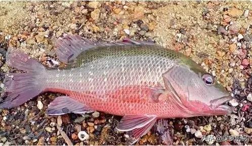 海鲜大荟萃,常见贝壳类海鲜